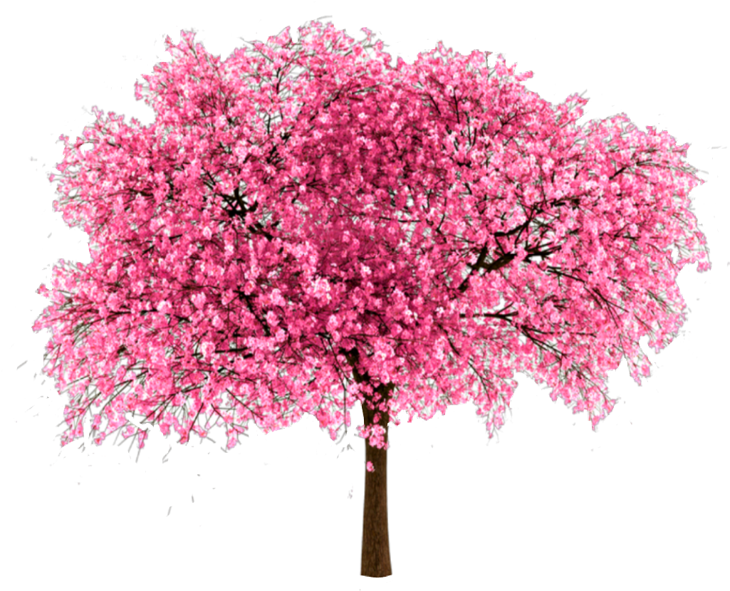 Pink Sticker - Japanese Cherry Tree Png (1024x839), Png Download