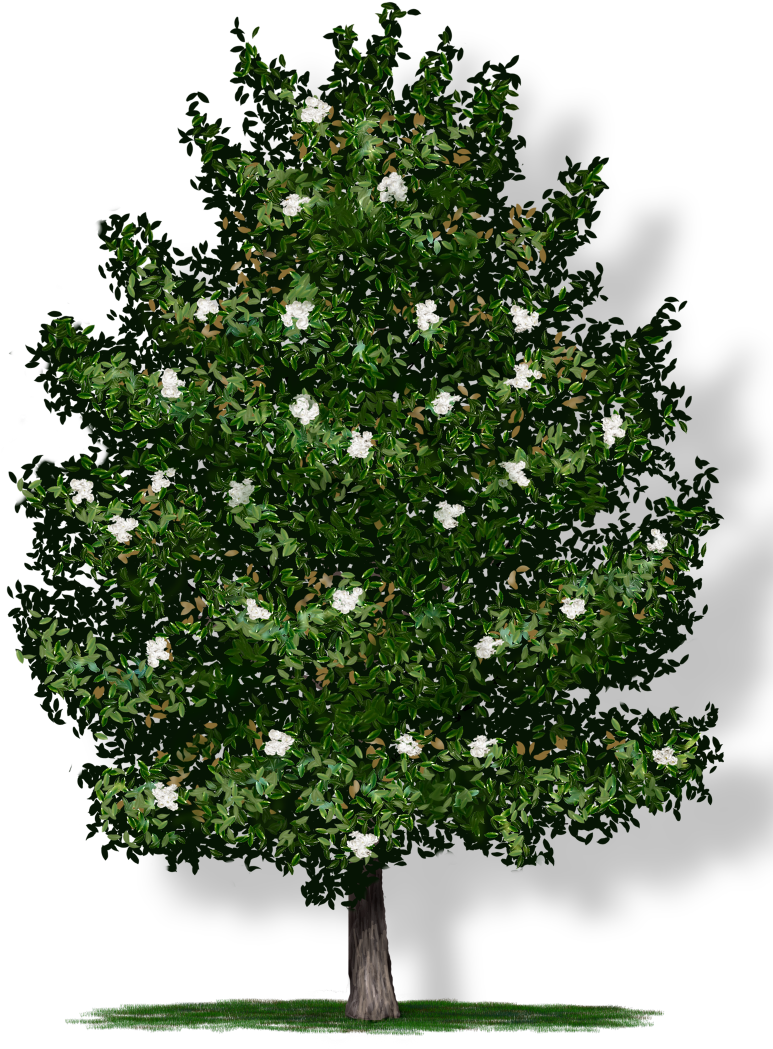 Tree Height - Transparent Background Tree Png (805x1080), Png Download