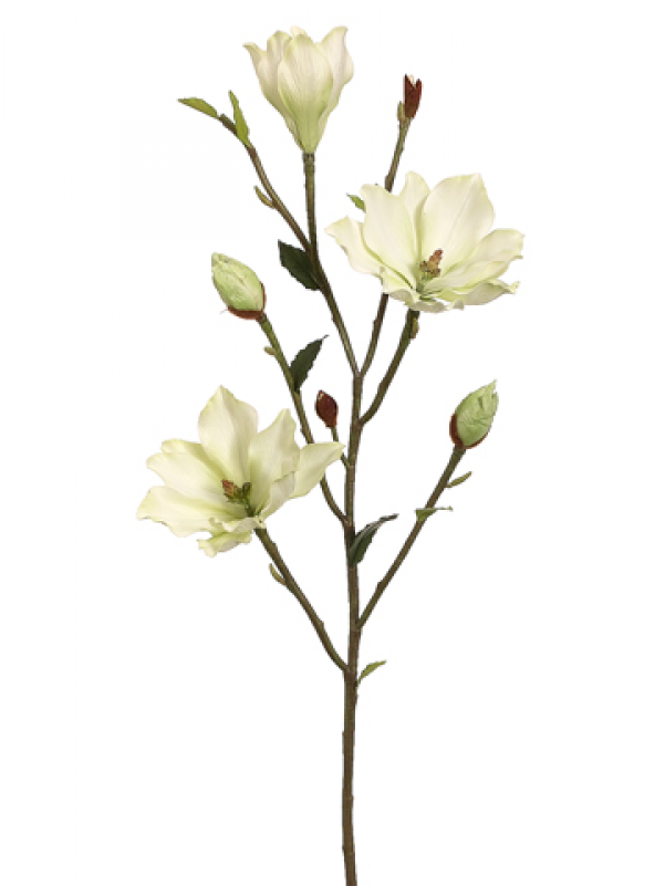 39" Tree Magnolia Branch Green - Evening Primrose Family (800x800), Png Download