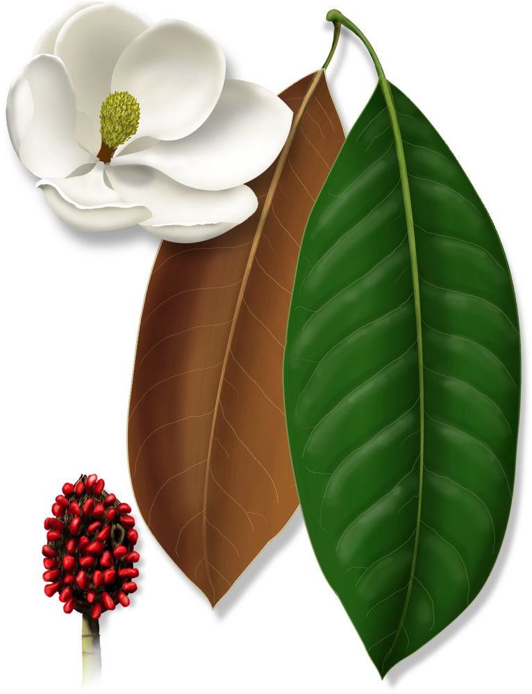 Expand Image - Bay Laurel (805x1080), Png Download