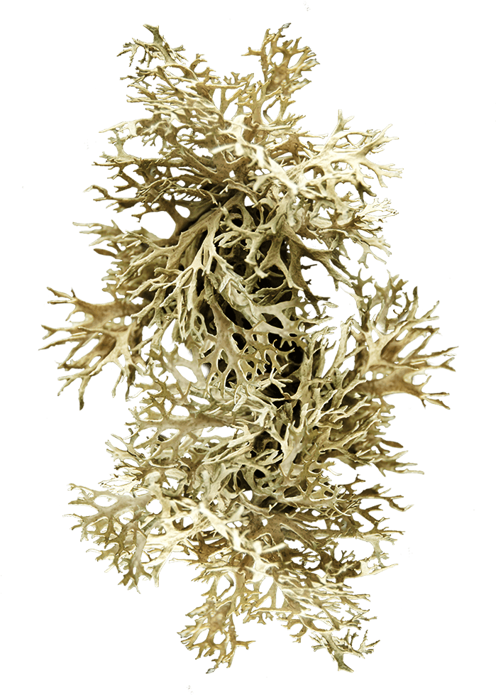 Noble Viii Magnolia - Pond Pine (800x1000), Png Download