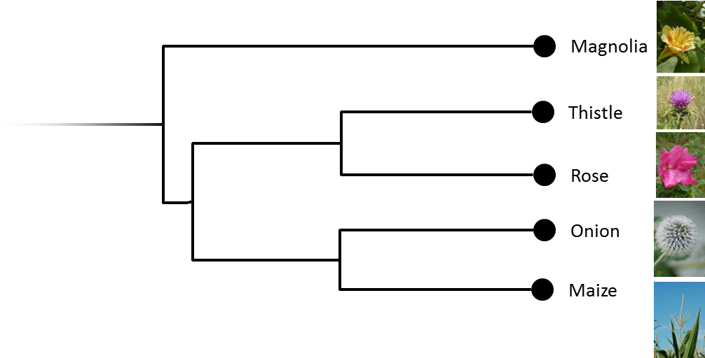 The Magnolia Misunderstanding - Magnolia Phylogenetic Tree (1200x608), Png Download