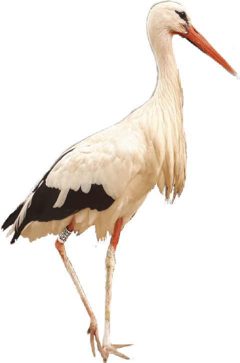 White Stork (480x725), Png Download