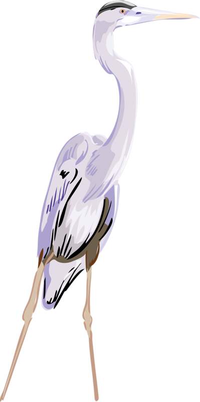 Crane Clipart Blue Crane - Great Egret (399x800), Png Download