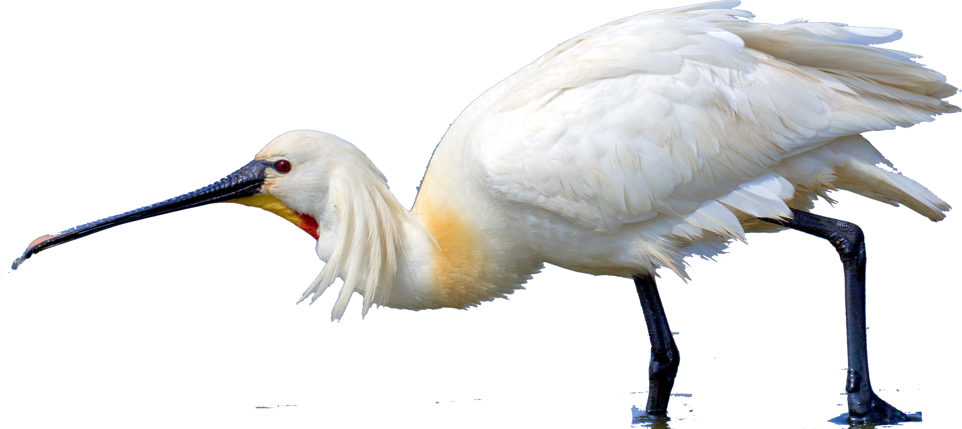 3420 X 1584 3 - Sandhill Crane (3420x1584), Png Download