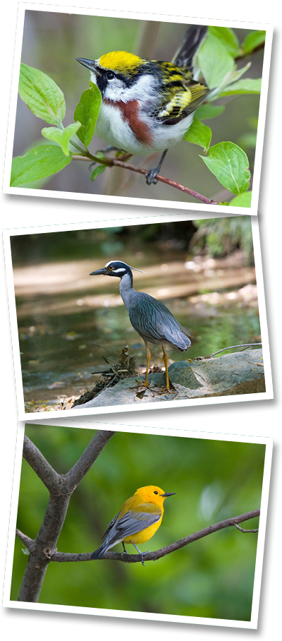 Spring Bird Count - Great Blue Heron (400x908), Png Download