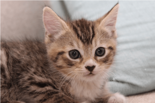 Photo Of Twix Nk2866 - Kitten (638x638), Png Download