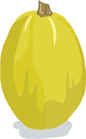 Potimarron - Spaghetti - Courgette Spaghetti Dessin (570x570), Png Download