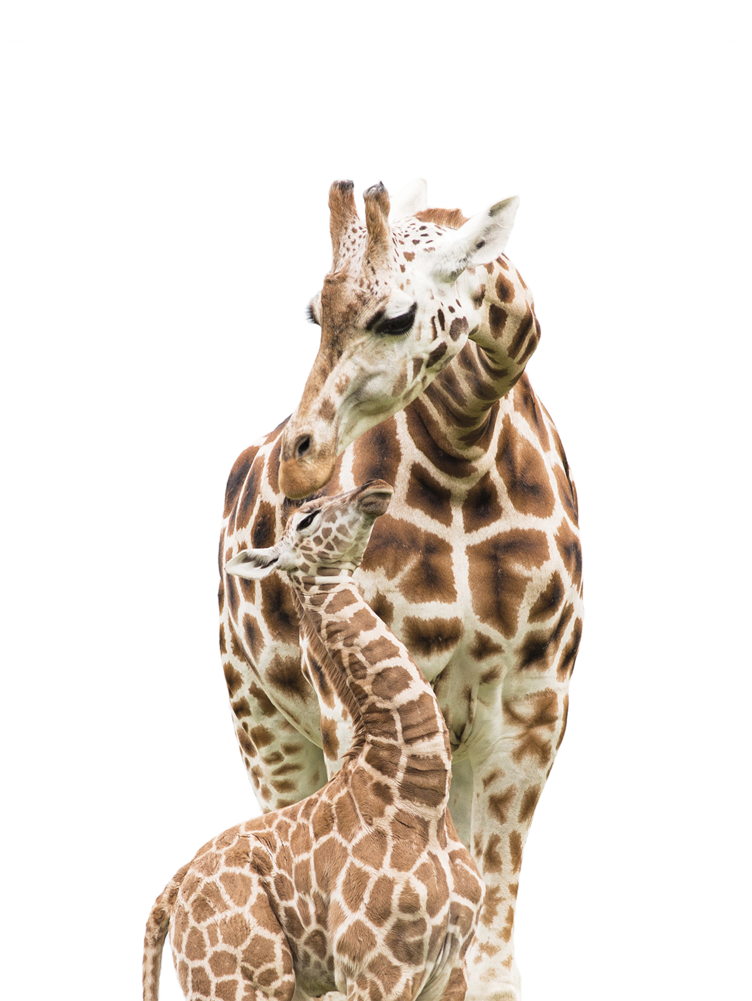 Baby Giraffe Png (1000x1000), Png Download