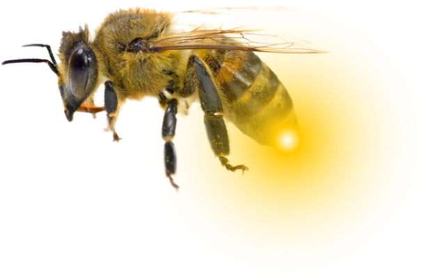 Images Bee - Honeybee (640x480), Png Download