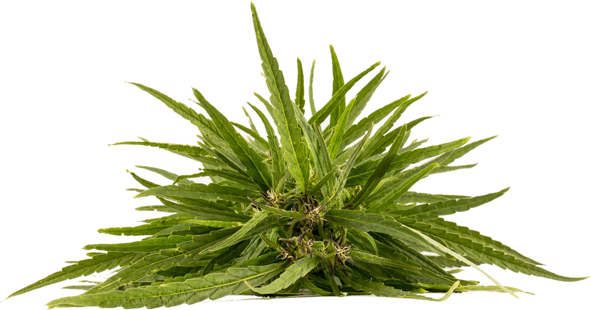 Hemp Derived Cbd Is Everywhere But Where Is It Coming (1200x630), Png Download