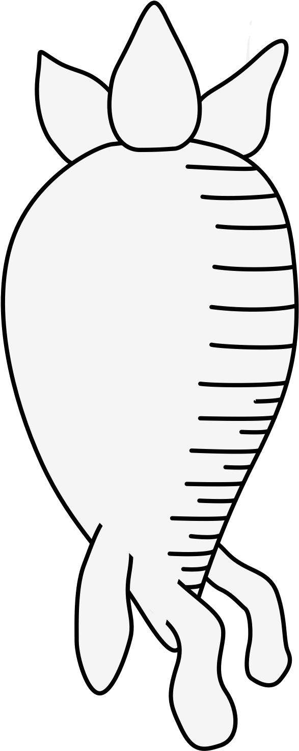 Carrot - Illustration (618x1481), Png Download