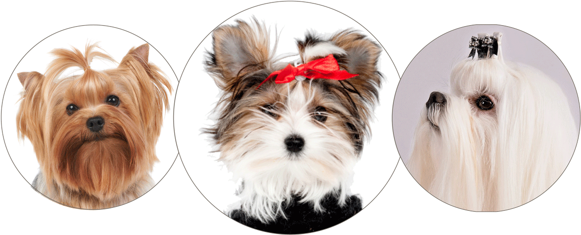 Morkie, Yorkie And Maltese - Morkie (1200x515), Png Download