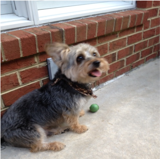 Cooper Is A Who Behaved So Badly - Small Terrier (548x644), Png Download