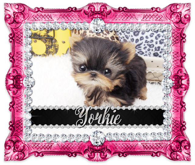 Lil Amazing Micro Teacup Giselle Available <3 - Companion Dog (640x542), Png Download