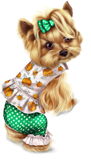 Little Pumpkin Yorkie - Yorkshire Terrier (640x640), Png Download