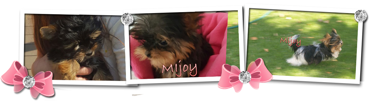 Mijoy Yorkies And Mijoy Biewers - Yorkshire Terrier (1350x332), Png Download