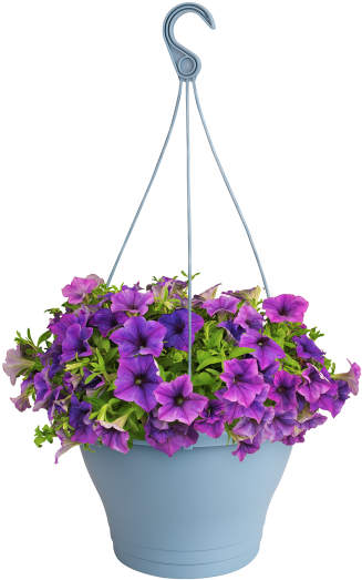 Home > Collection > Corsica Hanging Basket - Bougainvillea (750x750), Png Download