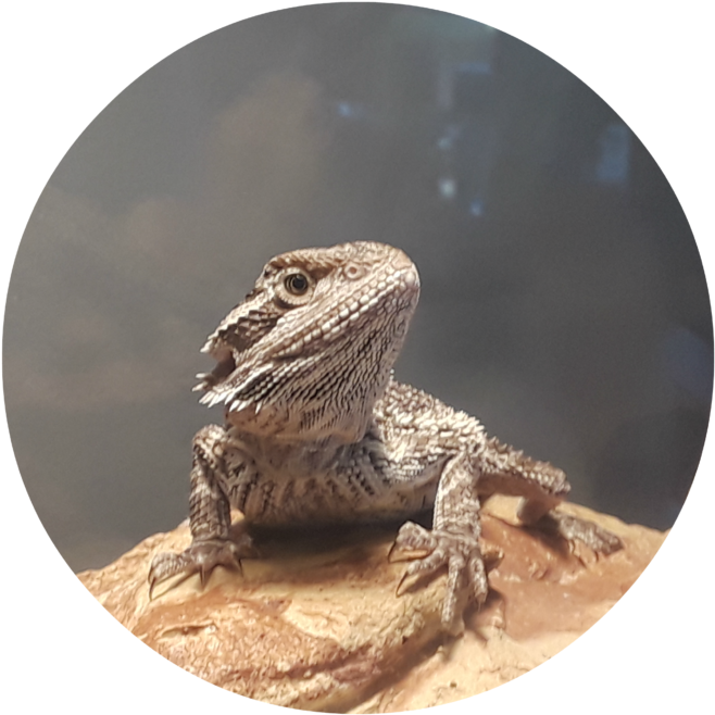 Making A Commitment To A Pet Can Be Minimal Or It Can - Dragon Lizard (1024x768), Png Download