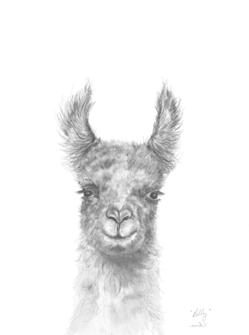 Bleed Area May Not Be Visible - Realistic Llama Drawing (525x700), Png Download