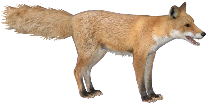 Wiki (800x600), Png Download