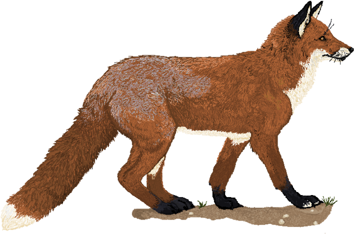 Pixel By Howlecho On Clipart Library - Pixel Art Realistic Fox (900x547), Png Download