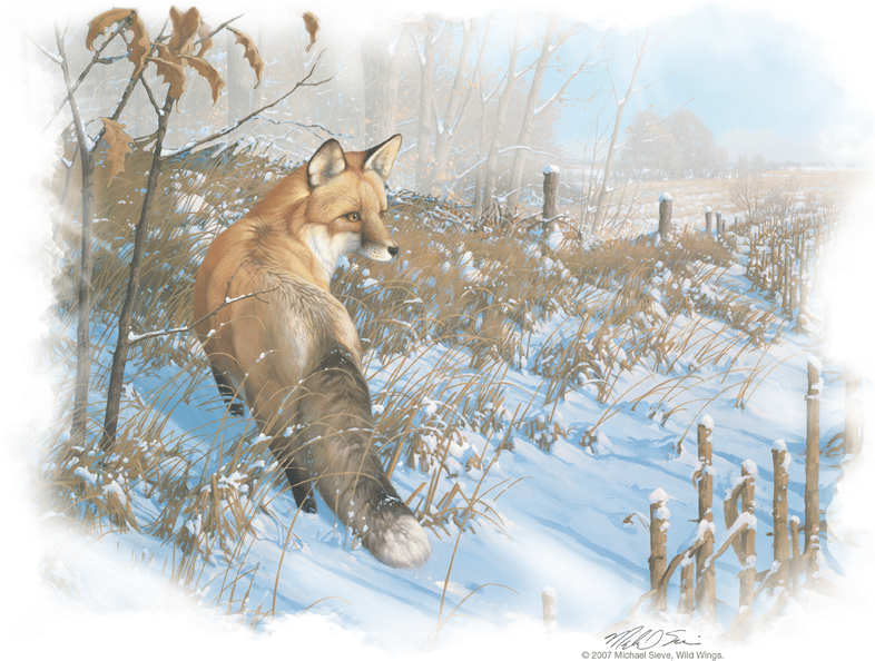 Wildlife Winter Red Fox Youth T Shirt - Paintings Of Foxes In Winter (792x598), Png Download