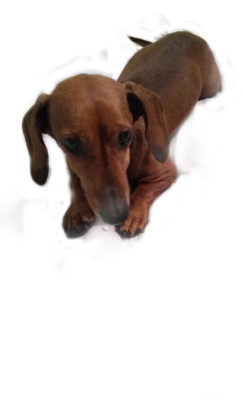 Dachshund (480x789), Png Download
