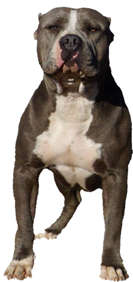 Staffordshire Bull Terrier (473x960), Png Download