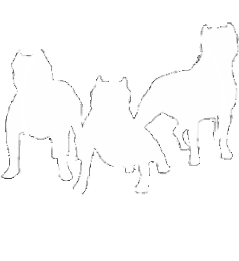 Model Image T Shirt - Pug (637x910), Png Download