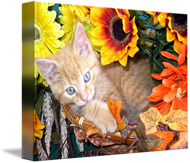 Download Kitty Kitten Leaning To One Side By Tabby Cat PNG Image with