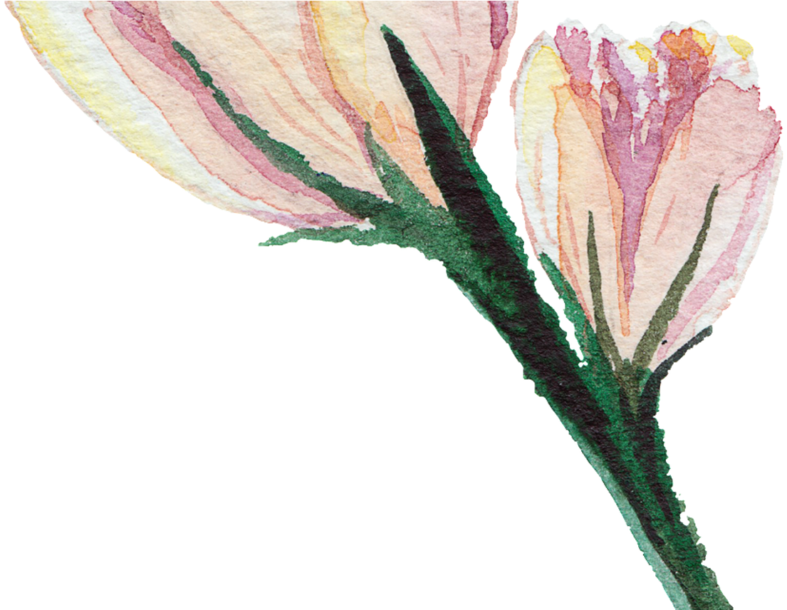 Transparent Watercolor Flowers In Early Puberty Free - Transparent Watercolor Flowers Hd (1368x855), Png Download