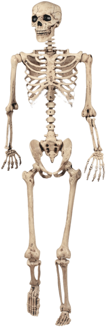 Full Skeleton Model - Halloween Skeleton (800x1143), Png Download