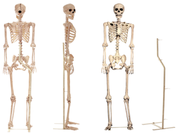 Standing Skeleton (640x480), Png Download