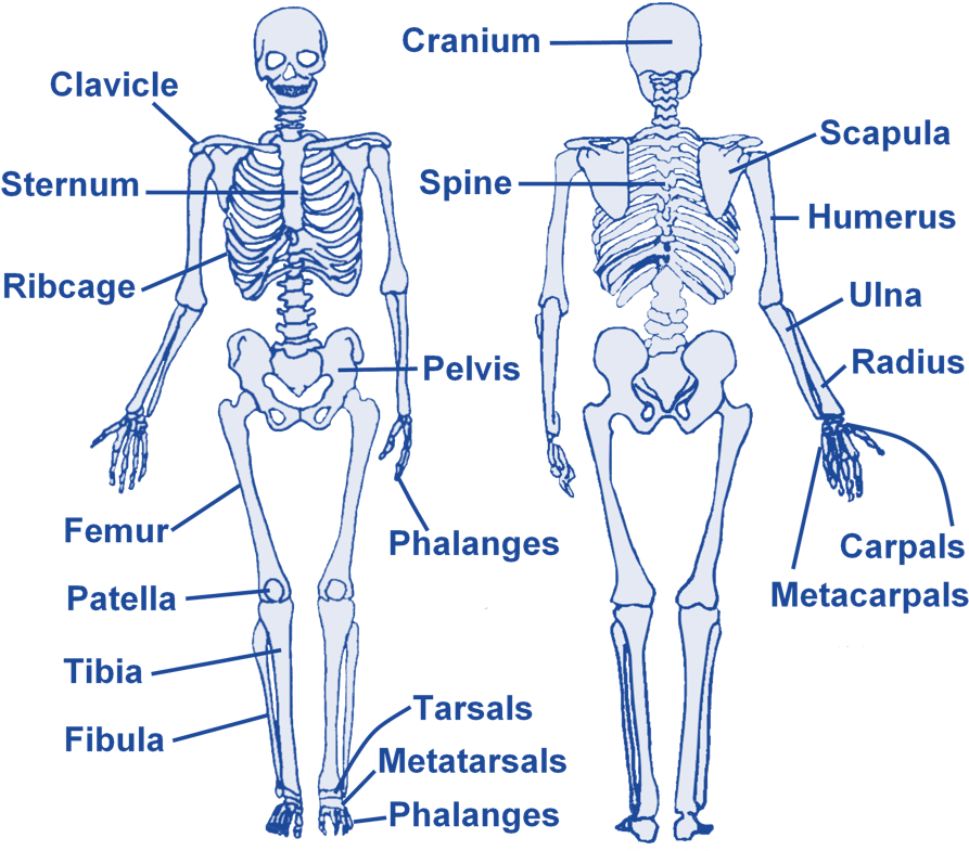 Skeleton - Level 2 Gym Instructor Skeleton (940x791), Png Download