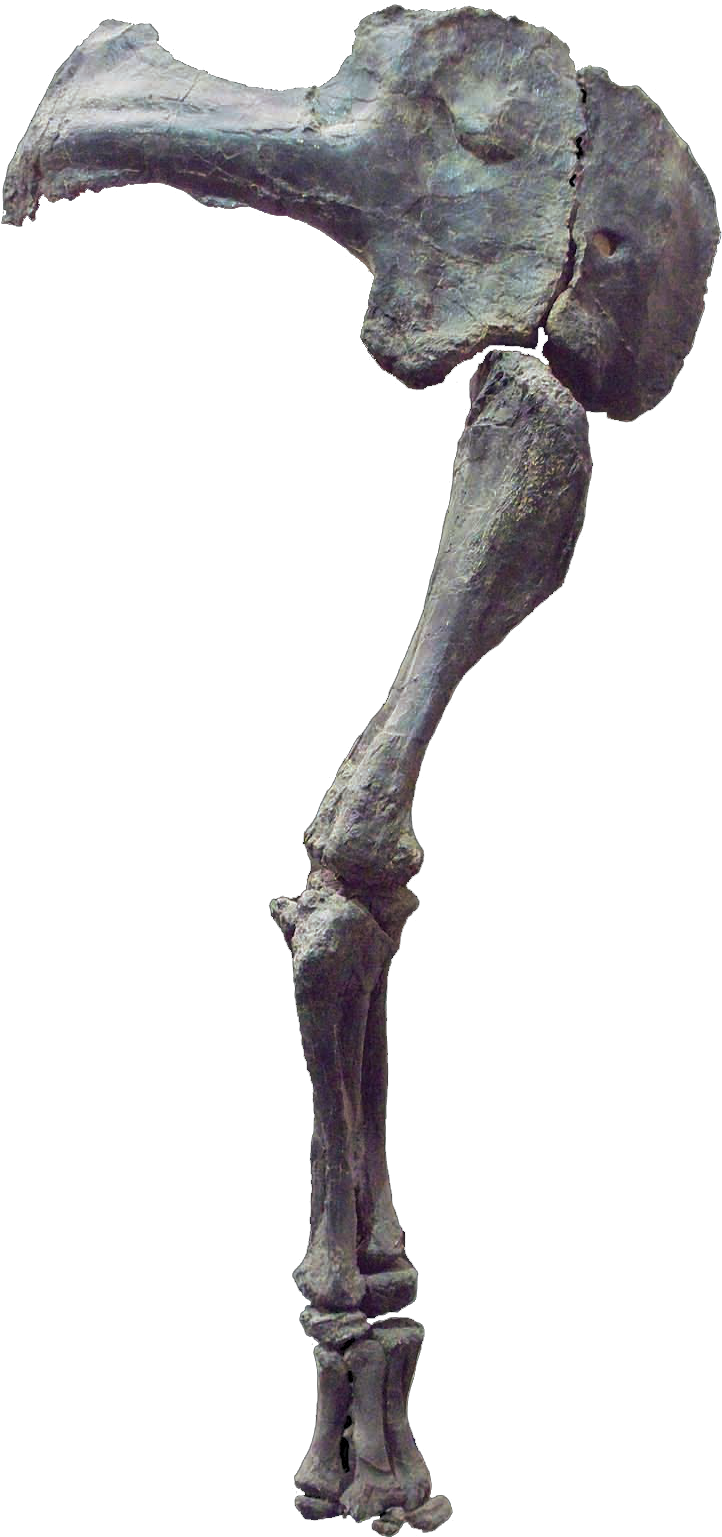 Camarasaurus Arm - Macro Photography (721x1720), Png Download