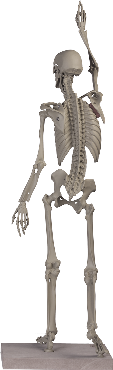 Maniken® Classic 2 - Skeleton (896x1344), Png Download