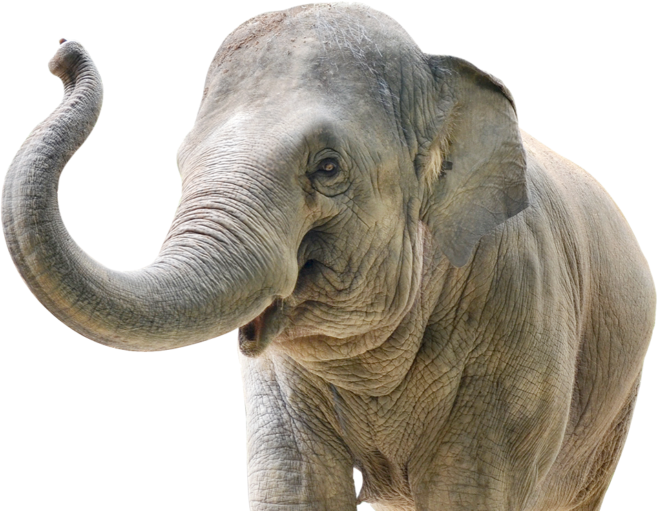 The Carden International Circus Is Committed 110% To - Big Data Elephant In The Room (1000x762), Png Download
