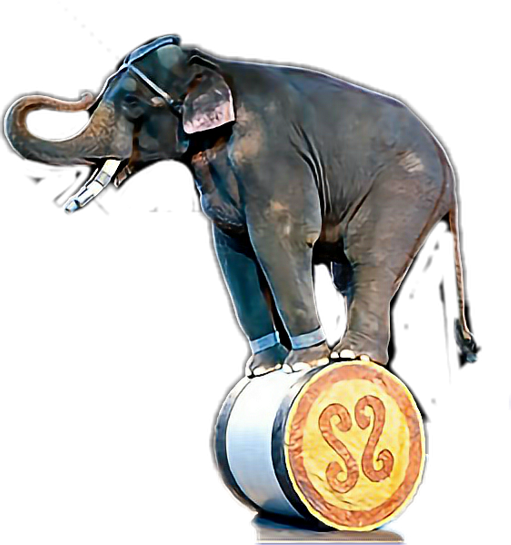 Universoul Circus Elephants (1024x1093), Png Download