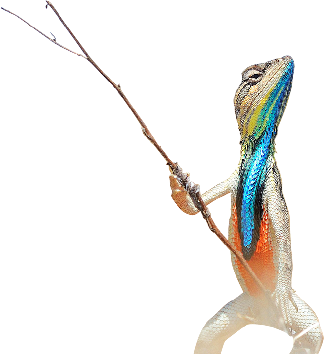 Permalink - Lizard Colorful (742x720), Png Download