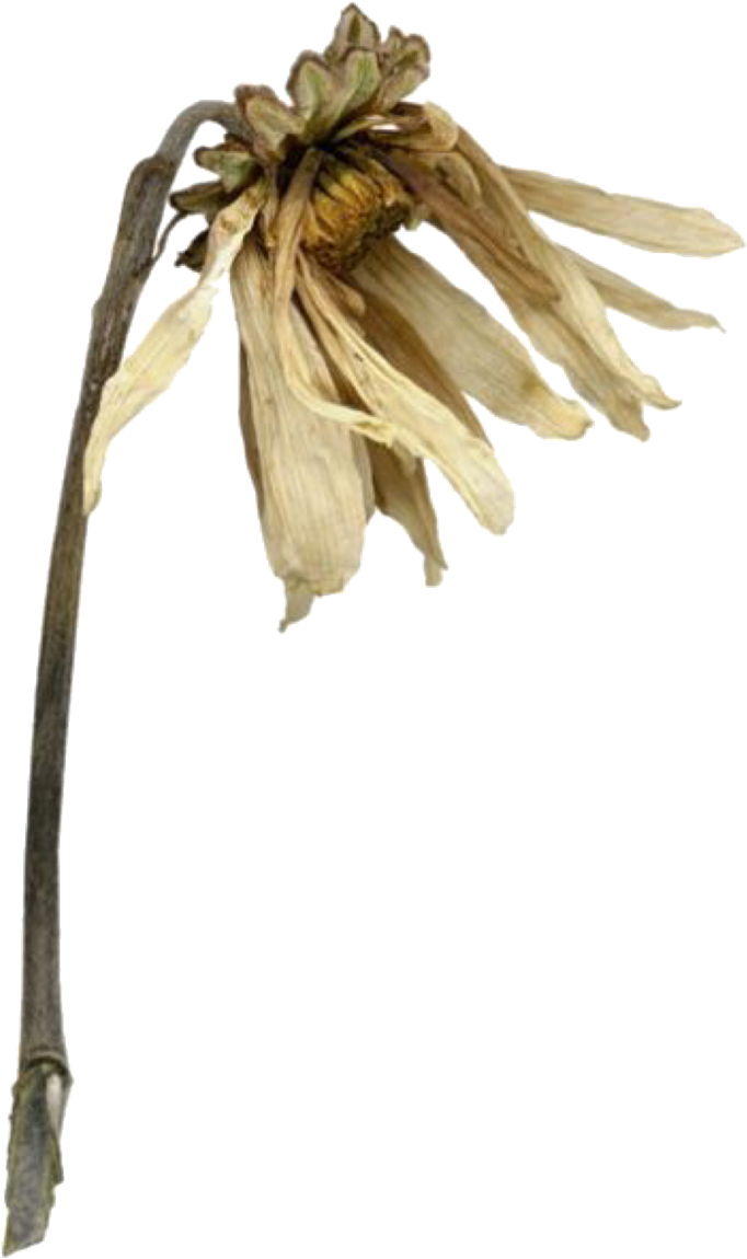 Pngs For Moodboards Overlays, Mood Boards, Plants, - Lobelia (765x1280), Png Download