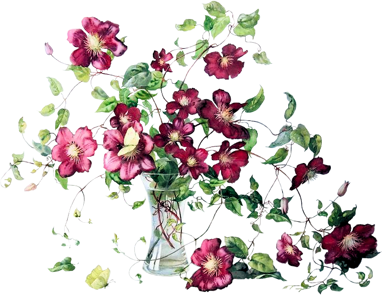 Clematis-vase - Watercolor Painting (800x639), Png Download