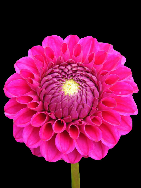 2 - Dahlia (540x720), Png Download