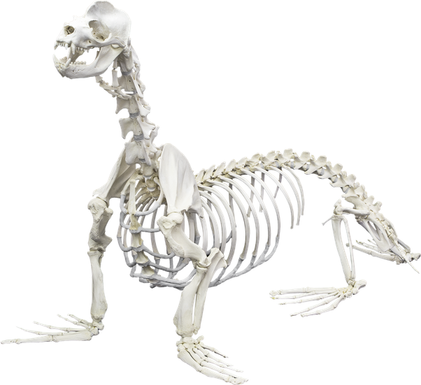 Which Animal S Skeleton - Animal Skeletons (602x551), Png Download
