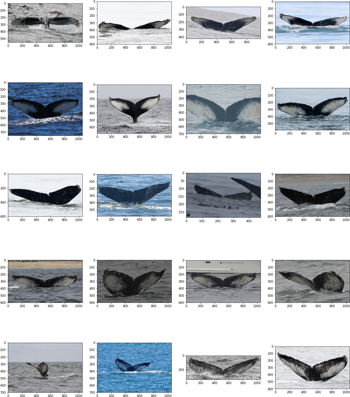 Resolutions - Killer Whale (1159x1310), Png Download