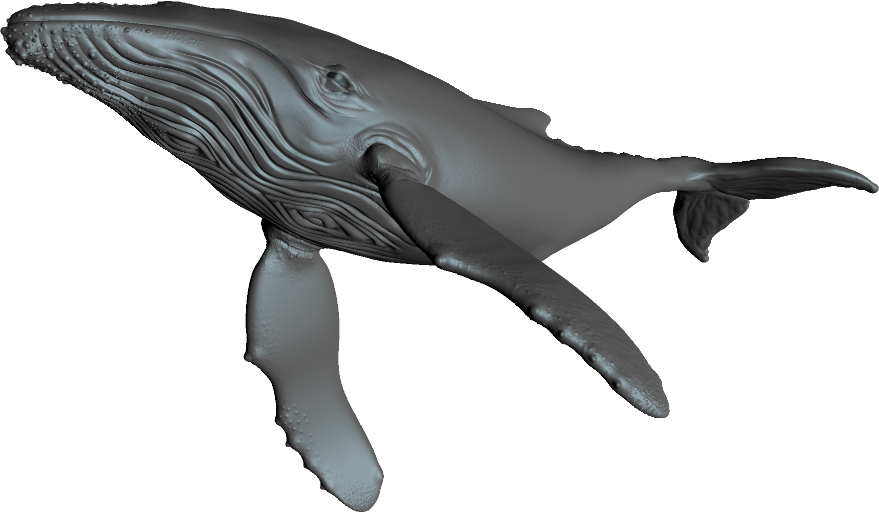 Blue Whale (2500x1500), Png Download