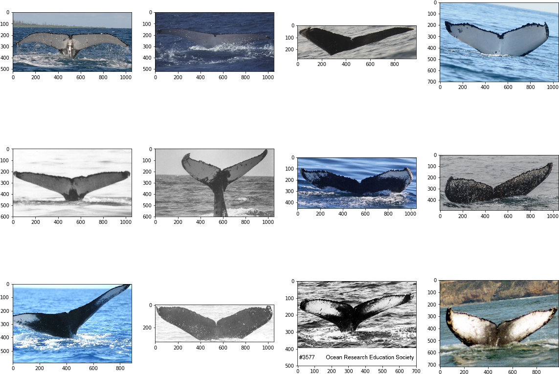 Now Some Pictures Of Whales That Have Just 1 Image - Killer Whale (1159x780), Png Download