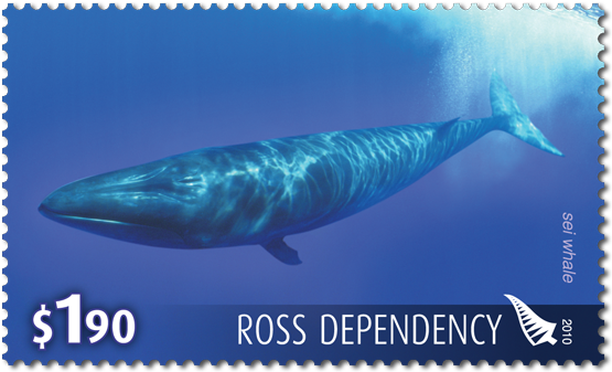 Single Stamp - Whale (600x600), Png Download