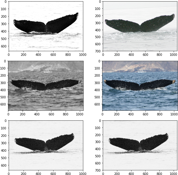 Color Bgr2rgb) Y.imshow(img) Y = Fig.add Subplot(len(common - Humpback Whale (591x578), Png Download