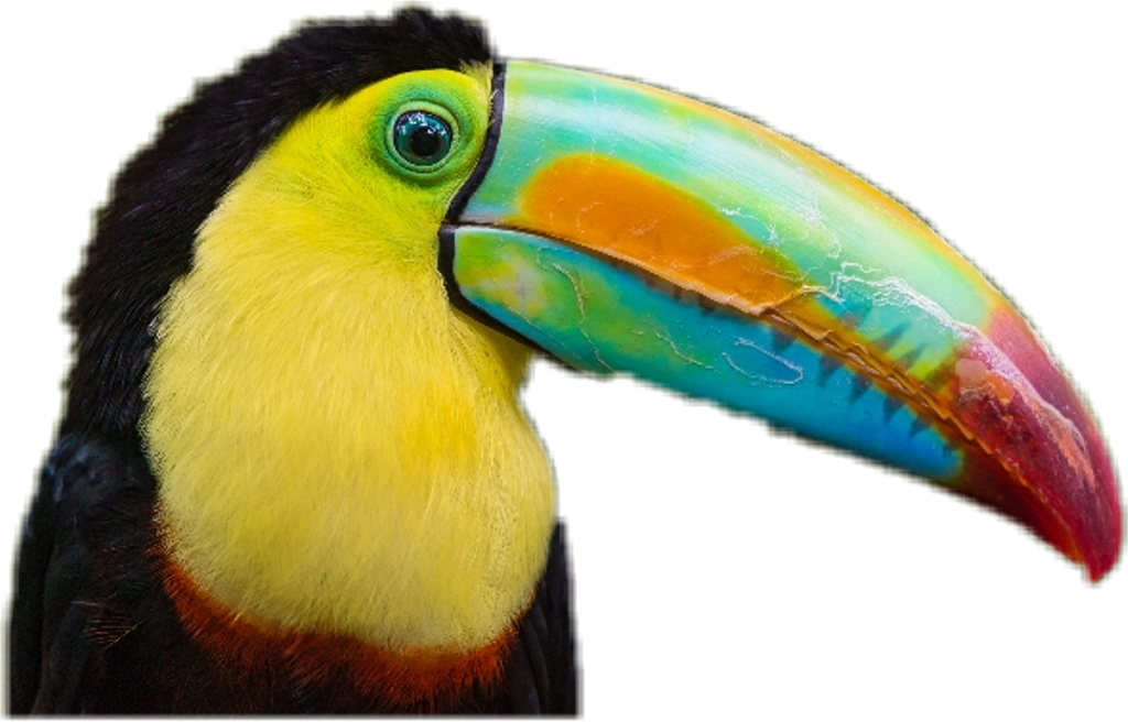 Report Abuse - Exotic Birds In Costa Rica (1024x656), Png Download